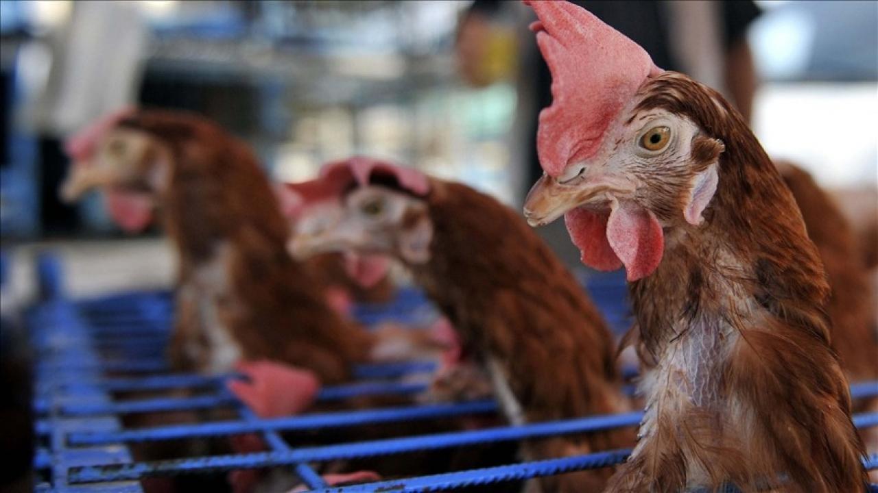 Fransa’da yüksek enerji fiyatları yerli tavuk yetiştiriciliğini vurdu