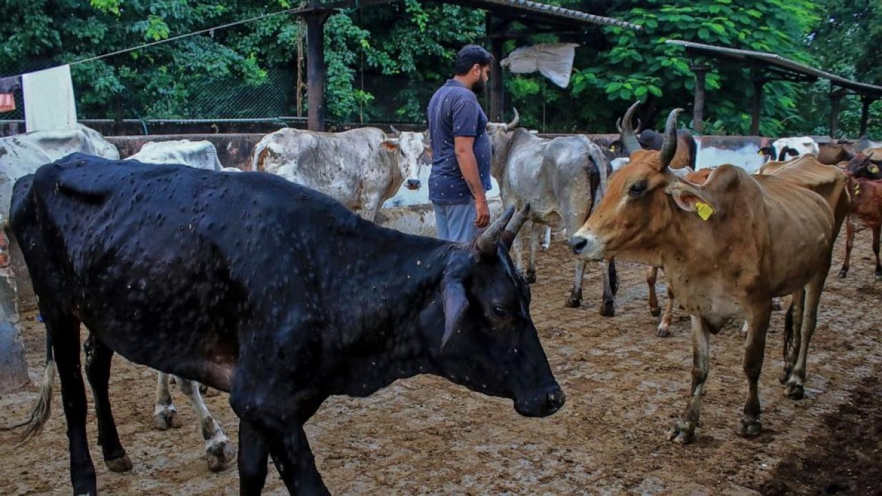 Hindistan’da virüs faciası: 100 bin sığır telef oldu